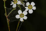 Summer spurge